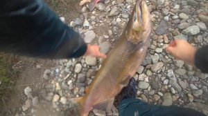 Атлантический лосось! Чуть не ушёл 25 кг. 🐠🐋🐟