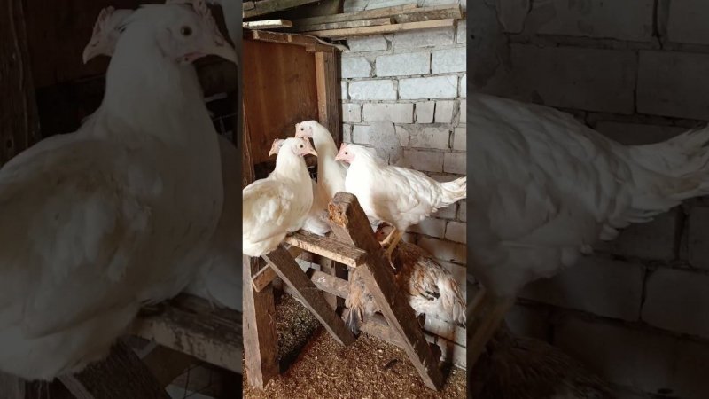 Новенькие облюбовали лесенку) #chicken