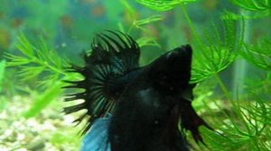 Аквариумные  рыбки.Бой сиамских петушков