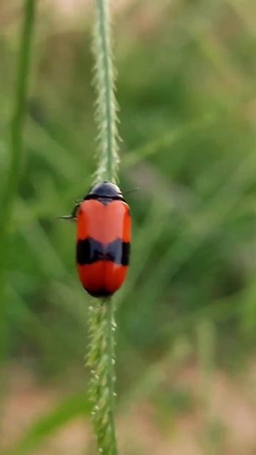 Life cycle of a ladybug. смотреть онлайн