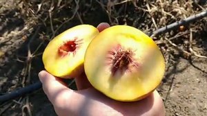 Новинка! Персик Екстрім 486. Peach Extreme 486. Найпізніший жовтом'ясий сорт в моїй колекції.