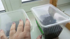 Опять мороз. Посеяла петунии и собрали стеллаж для рассады️. И снова птичка.