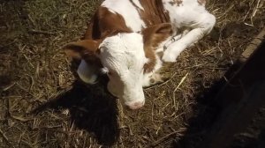 Бычок Гудок.