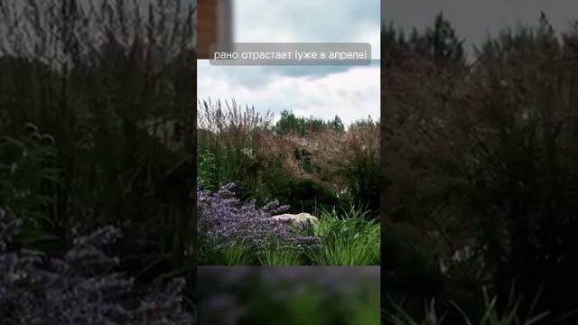 5 модных злаков для Дачи и Огорода