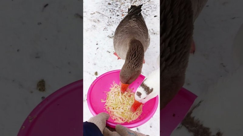 Гуси и капуста #goose