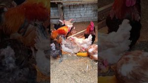 Откапываем выгул курицам.