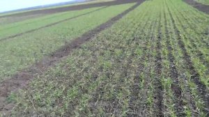 Озимая пшеница.Сроки сева, нормы высева. Льговская 4 (10 апреля).