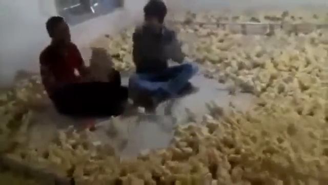 Музыка для цыплят смотреть онлайн