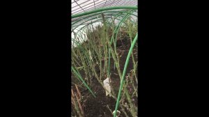 Розы!!! Что делать ??? Открывать или нет???