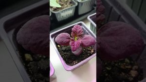 Куры, сугробы, рассада, сугробы.