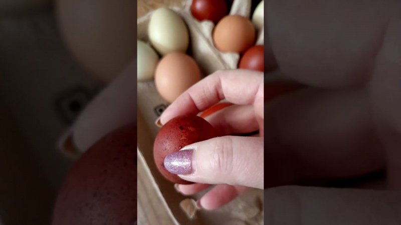 Цвет скорлупы яйца помесных кур, где папа Маран чёрно-медный, а мамки Доминант DS109.