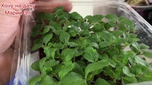 Обзор рассады на 4.04.25г. Какие у меня взошли расцветки колеусов.