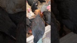 Видео за несколько дней. Оттепель, всё тает. Ремонт в зале окончен).