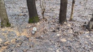 Две белки у большого пенька. Выбирает орехи