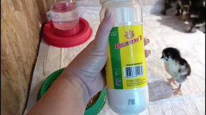 Результат эксперимента Маран+Доминант.