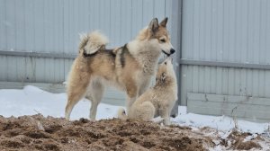 Апрельская лаечная погода