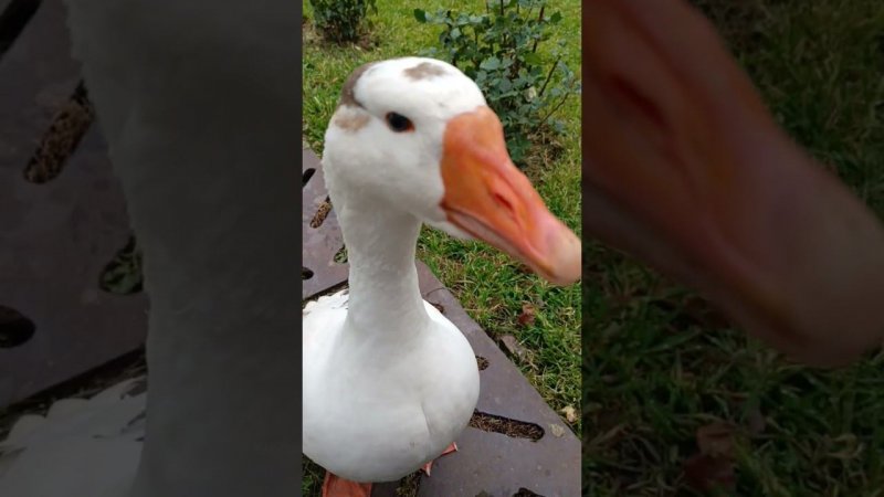 Белая и капуста. #goose