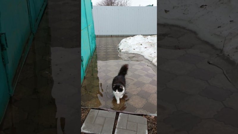 Язик-водяной