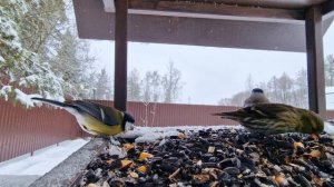 Видео для кошек