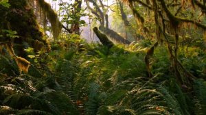 звуки природы.звуки леса.звуки дневного леса.