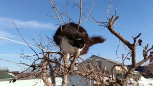 Весна пришла! Коты прилетели!  Язик на любимой калине.