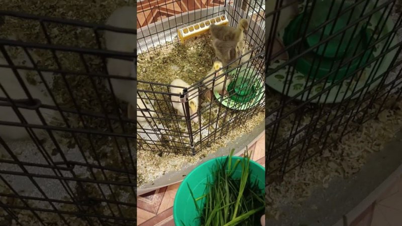 Трава для гусей и утят