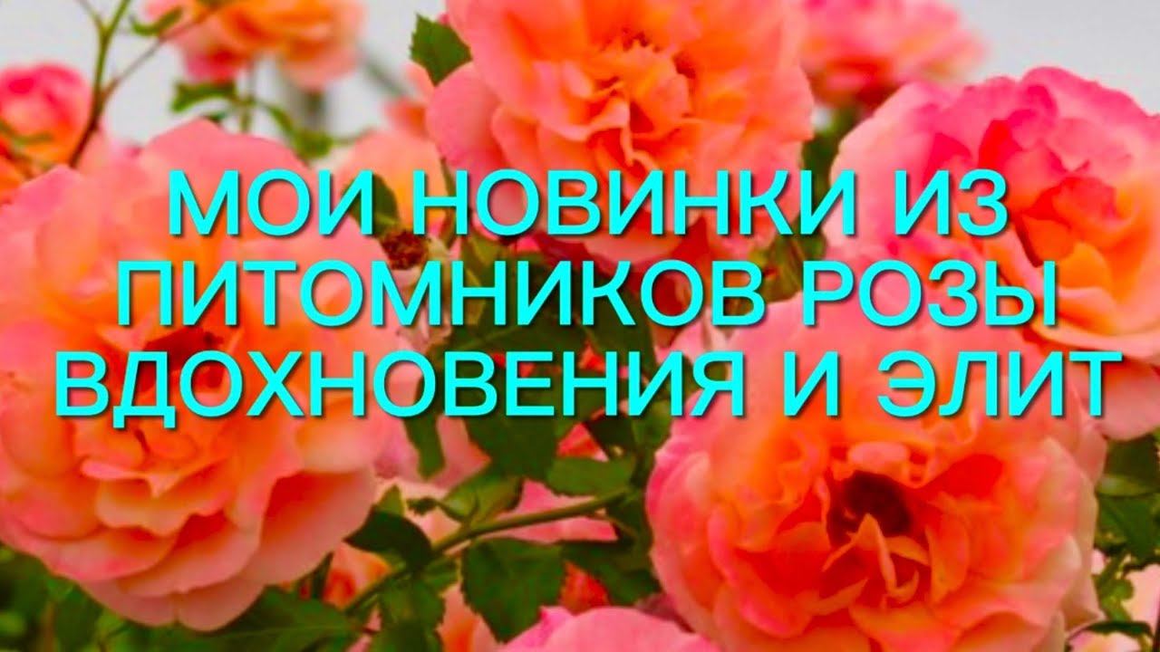 Розы. Мои новинки из питомника Розы Вдохновения Краснодарского края и питомника Элит