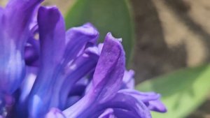 5.04.25 геоцинты.