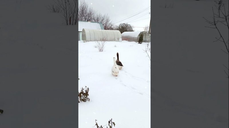 Серёжа, Белая и снег❄️❄️❄️ #goose