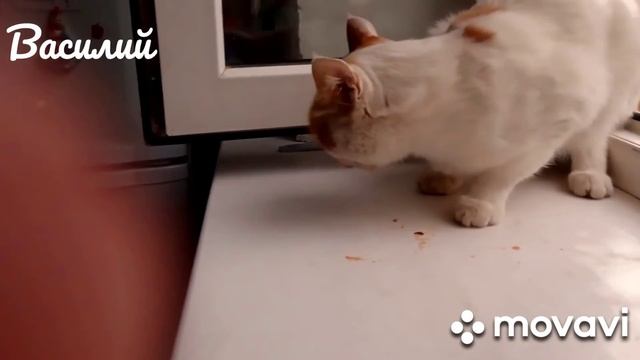 Любимец семьи Василий