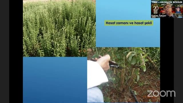 Tıbbi ve Aromatik Bitkiler Akademisi-18 Şeker Otu (Stevia rebaudiana bertoni) Yetiştiriciliği