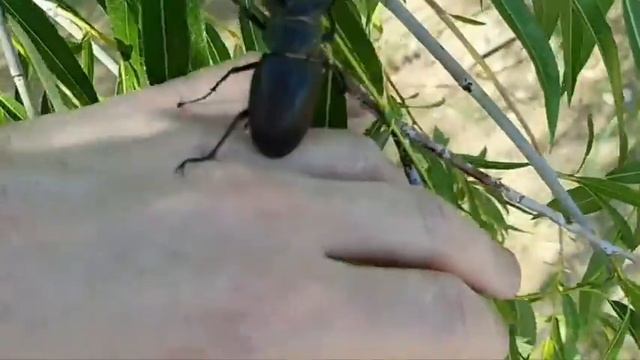 Самец жука-оленя (из сегодняшнего эфира с пляжа) смотреть онлайн