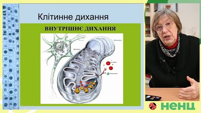 Органелли енергетичного обміну 1. Курс "Біологія клітини".