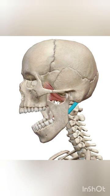 mandible depression #pterigoid#mylohyoid#digastric#muscle#mandible#depression#muscleactivation