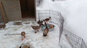 Потеплело) Бегункам поставили воду купаться, а они похоже забыли, как это делать)