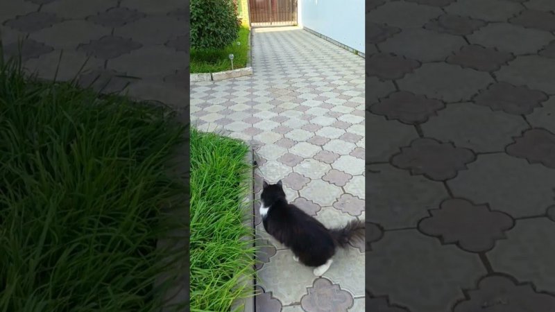 Язик охотник  #коты