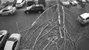 Дерево упало на автомобили