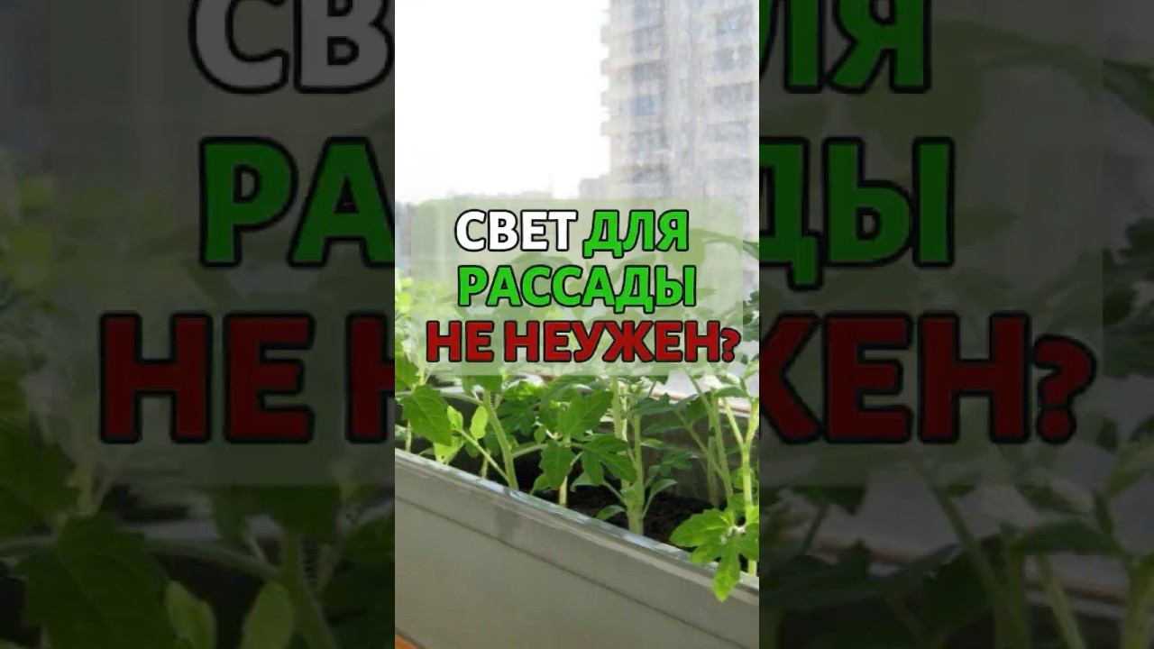 Крепкая рассада без подсветки #огород #сад #дача #дачныйсезон #дачник #рассада #садоводничество