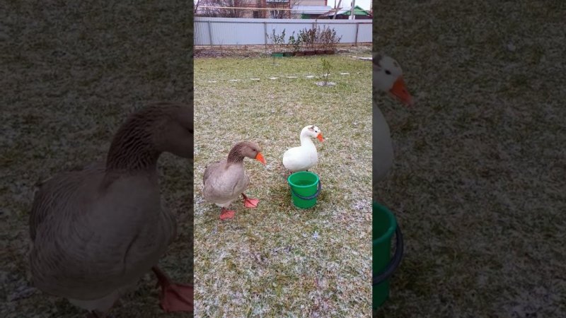 Серёжа и Белая. Сегодня ветрено. #goose