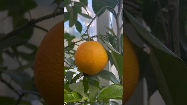 Сезон цитрусів розпочато, лимони, мандаринки та апельсинки дозрівають смотреть онлайн