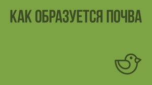 Как образуется почва. Видеоурок по окружающему миру 3 класс