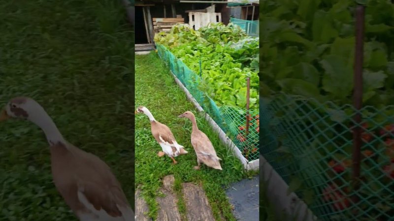 Бегунки выходят на прогулку) #duck