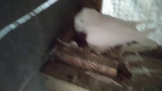 16 апреля 2022 г. объявление по переходу на другие мои каналы и обзор по красногрудым смотреть онлайн