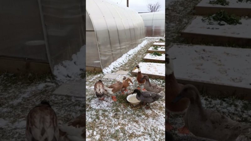 Индийский бегунок на первом снегу❄️ #duck