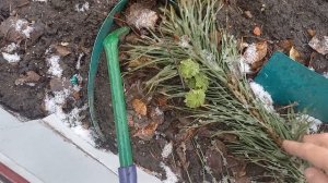 Растения в непонятках и мой любимый цветочек-Фея