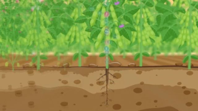 Acuspray Pulses | 100% Water Soluble Fertiliser | Accurate and Crop- Specific | Marathi