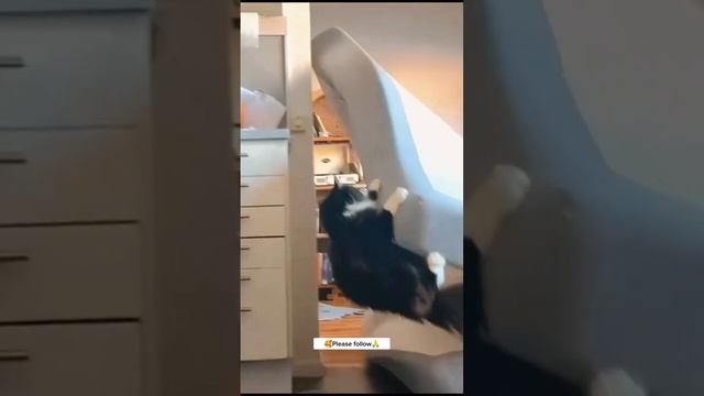 КотоПриколы 🤣