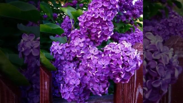 В июнь © Copyright: Бронислав Сычёв, 2021
Свидетельство о публикации №121060207670