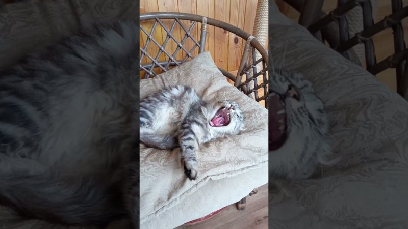 Мишка #коты