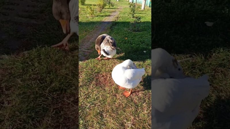 Ну какова красота #goose
